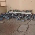 دجاج حبش منتج