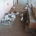 حمام رقاص للبيع