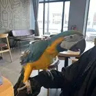 Blue and gold macaw