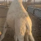 قعود سمين فل شرط