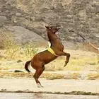 فرس
