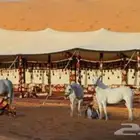 مطلوب شريك مشروع مربط خيل جدة