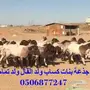 للبيع  جذعات صنف خوات بعض