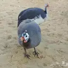 للبيع حجل العدد3