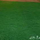 أجود أنواع الثيل الطبيعي