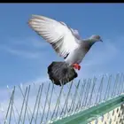 شركة طاردالحمام مع تركيب مدينة المنو ره