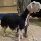 رخال نجد صنف مزاين
