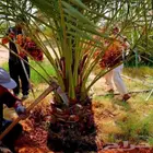 يوجد نخيل بجميع انواعها المختلفه