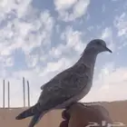قمري نزل طرح سليم شرط العدد 3