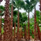 يوجد لدينا نخل واشنطني زينه امريكي بكل المقاسات وبسعار مناسب