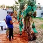 نخل مثمر نقايل جثايث اخلاص سكري برحي صقعي شيشي هلالي واشنطني