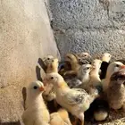 صوص دجاج بلدي سوبر جامبو( مبااع )