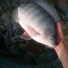 سمك بلطي للبيع باقي 20طن فقط