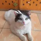 قط للتبني