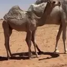 قعود باتلي