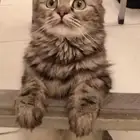 قطة انثى شيرازي للتبني مجانا