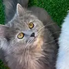 قطه مفقوده
