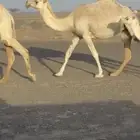 بكرة وضحا لقيه