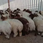 ذبايح نعيمي للبيع مع التوصيل للبيت