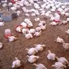 دجاج لاحم