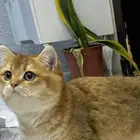 سكوتش Ny11 بيور