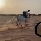 مزاد خيل