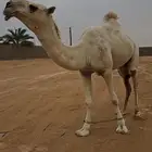 عرض فاخر قعود باتلي حق