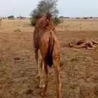 بكره ساحليه فاخره
