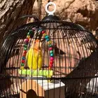 روز أليف