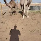 نياق للبيع