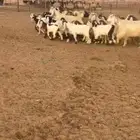 معزا مواليد