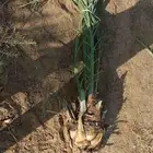 نحن نقوم بتوريد وتركيب جميع انواع النخيل العربي وشنطني وقلع