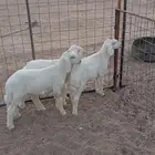 هرافي للبيع