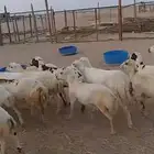 20 رخال رفيديات دفيع قرايب من 1050