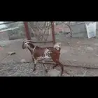 معزا عنقان دهم بفحلها