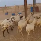 عشرين رخال رفيديات دفيع قرايب