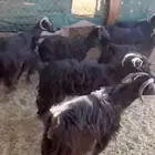 معزا عوارض طيبه