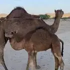 نياق سواحل من 7000