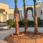 جميع اعمال النخيل الواشنطن والعربي وانواع الشبوك والسياج..