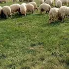 خرفان نعيم بلدي