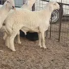 طلي مغلق شحم عمره 6 شهور