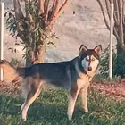 كلب هاسكي العمر 7 شهور الاسم لوسي وليفف جدا ويعرف اسمه