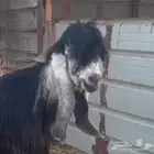 تيس فحل عارضي صنف الصنف
