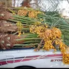 نخل للبيع