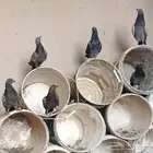 حمام عادي للبيع