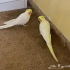 ببغاء كراون