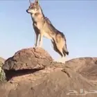فخ أو مصيدة