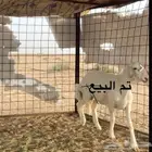 الدليمية