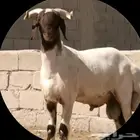 خز صوف