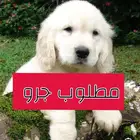 مطلوب جرو كلب للحراسة اعزكم الله